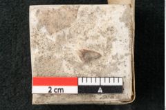 Foto (Detailansicht) von Glyptostrobus europaeus Brongniarti (NHMW-GEO-2024-0188-8075)